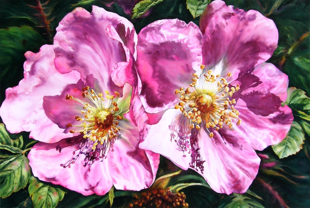 © Cindy Barratt Sunny Alberta Roses 14 Watercolour