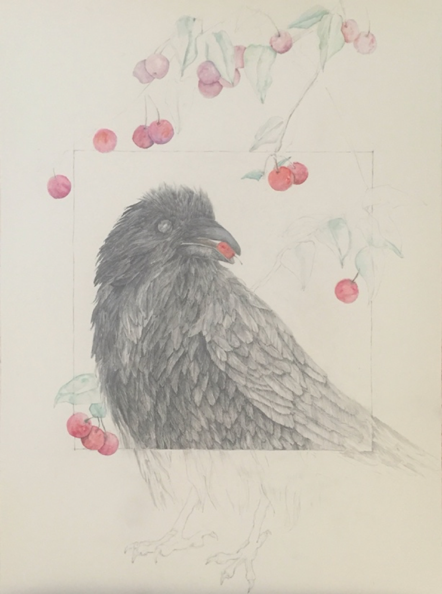 © Colleen Campbell Corvid malus sylvestris 20, 2020, 22”w x 30“h, Graphite and Watercolour